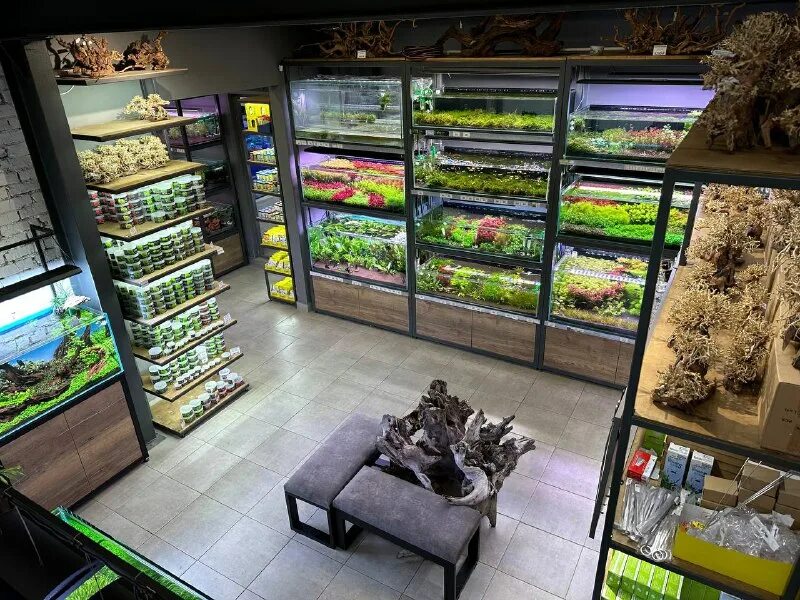 аквариумная студия маши блюм москва. аквариумная студия маши блюм москва.