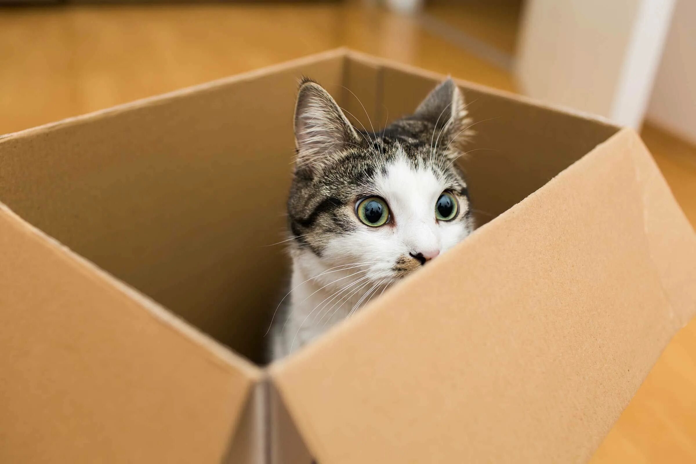 Почему коты любят сидеть