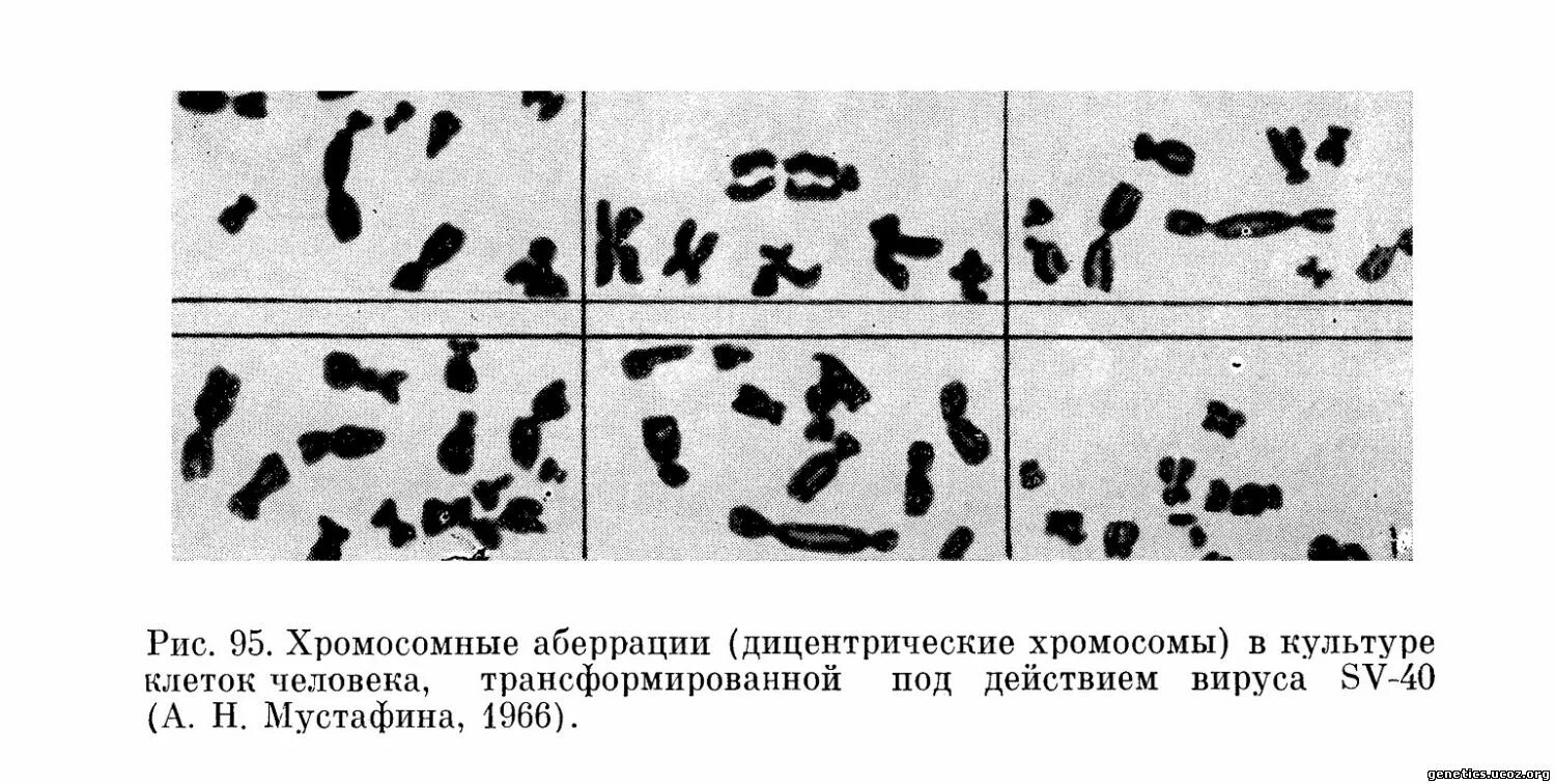 Хромосомные аберрации метод. Хромосомные аберрации метод. Хромосомные аберрации метод. Последствиями хромосомных аберраций являются. Структурные нарушения (аберрации) хромосом.