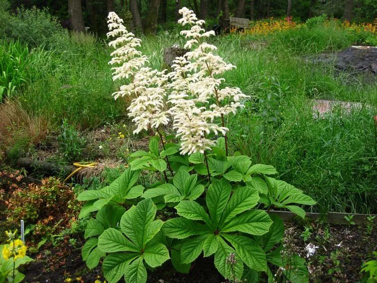 Роджерсия бузинолистная. Роджерсия aesculifolia. Роджерсия. Роджерсия бузинолистная. Роджерсия aesculifolia.