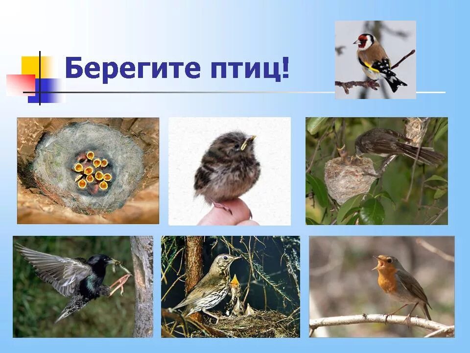 Профессии птиц. Орнитология наука о птицах. Знатоки птиц. Человек изучающий птиц.