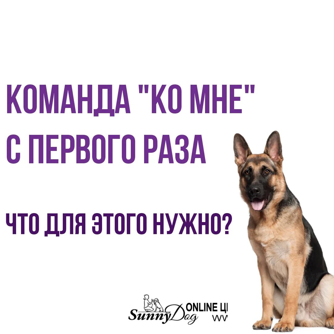 Как научить собаку команде ко мне антуан наджарян. Команды для собак. Как приучить к команде ко мне. Учим команды с собакой. Как учить собаку командам.