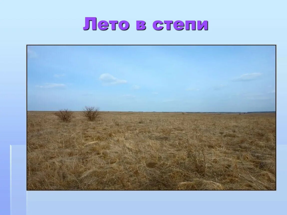 Какие природные зоны есть в степи. Лето в степи. Зона степей. Изображение степи. Степи окружающий мир.