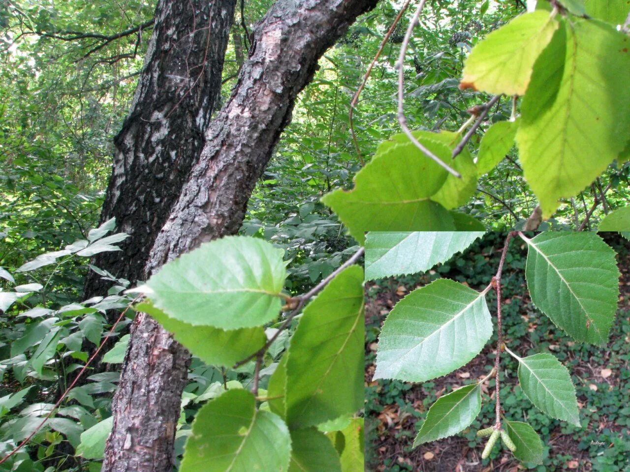 Березка приморская. Береза Даурская (Betula dahurica). Береза Даурская черная. Береза черная Betula nigra. Береза Даурская листья.