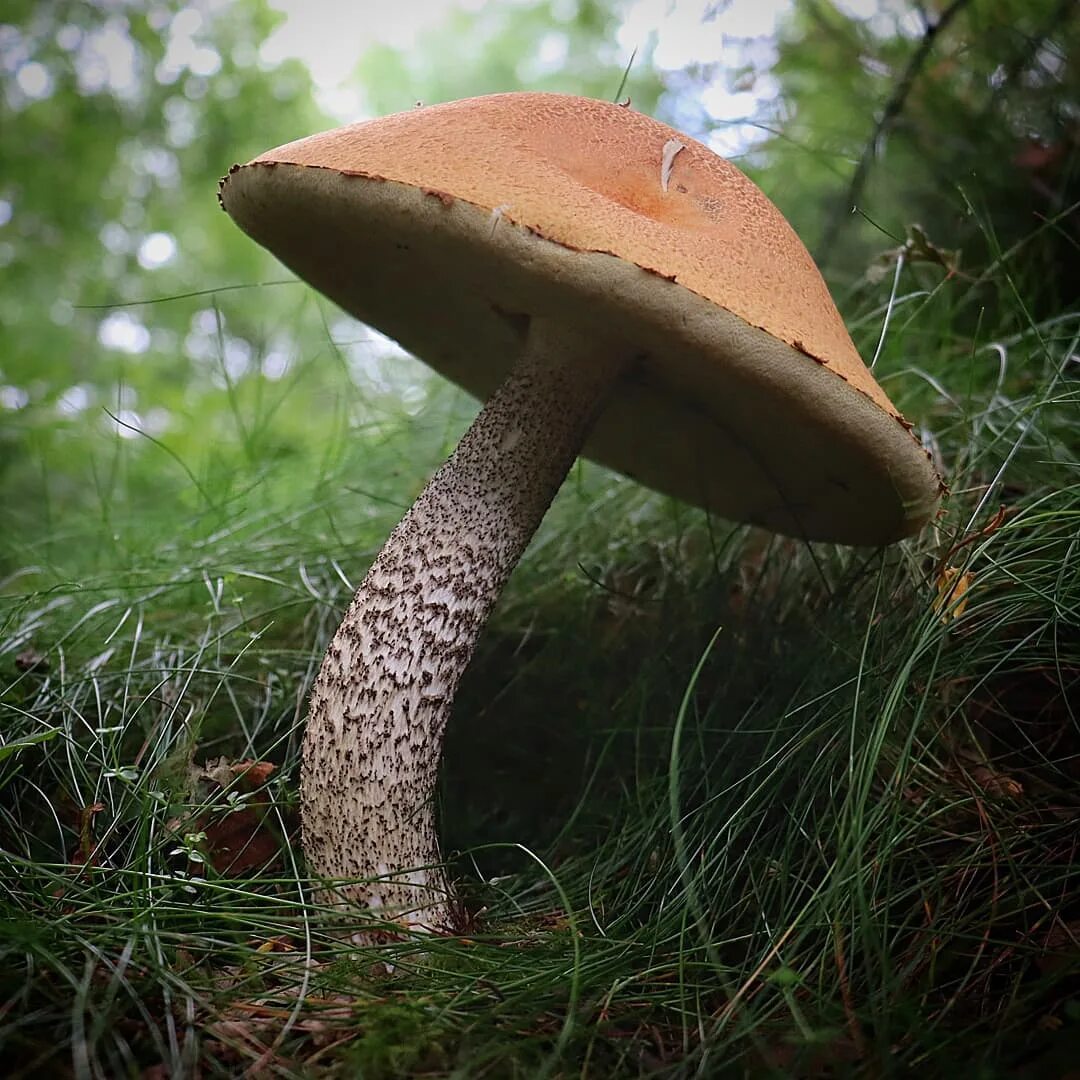 Подосиновик белоножковый (Leccinum albostipitatum) фото и описание