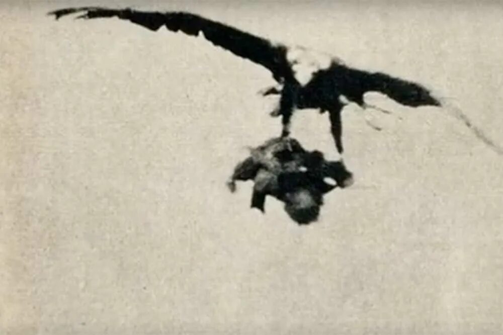 Орел нападает на человека. Орел нападает на человека. Беркут против орла. Нападение орла на человека. Птица нападает на птиц.