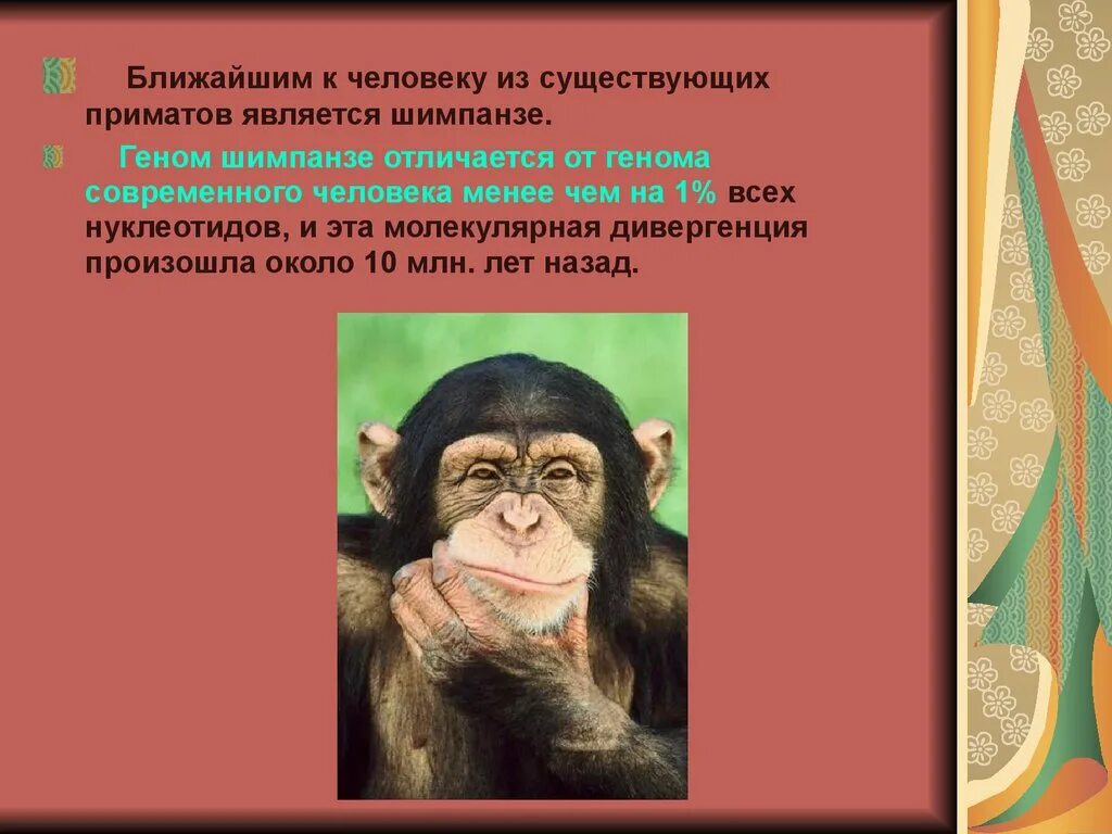 Ближайшими к человеку приматами являются:. Ближайший родственник человека среди приматов. Приматы отличительные черты. Ближайшие родственники приматов. Шимпанзе отличается от человека