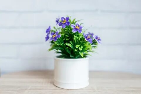 Цветы plant