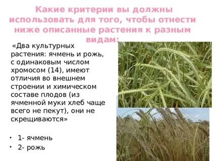 Два культурных растения ячмень и рожь