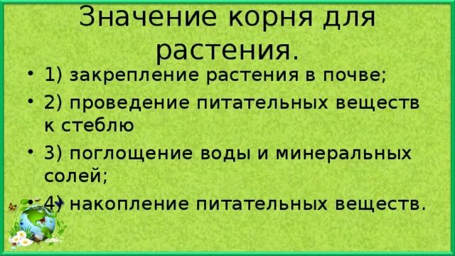 Какое значения корня. Значение корня для растения. Значение корня в жизни растения. Какое значение для растения имеет корень.