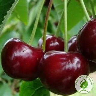 Вишня путинка описание сорта