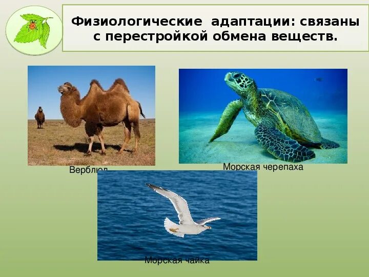 Адаптации 11. Адаптация биология 11 класс. физиологические адаптации. физиологические адаптации организмов. морская черепаха адаптация.