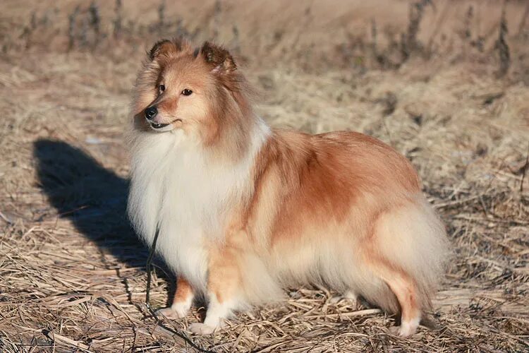 графского поместья шелти