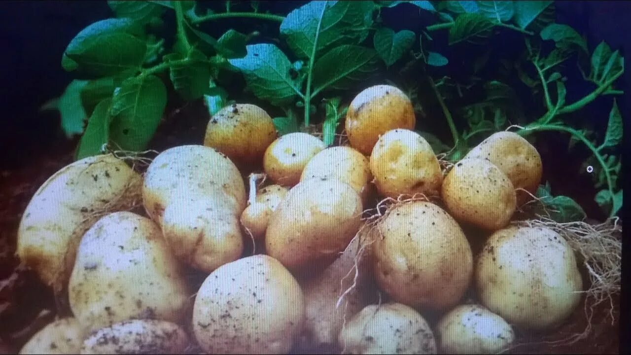 Чем удобрить землю перед посадкой картофеля. Удобрение для картофеля. Саженцы картофеля. Удобрения под картофель. Подкормка для картофеля для высокого урожая.