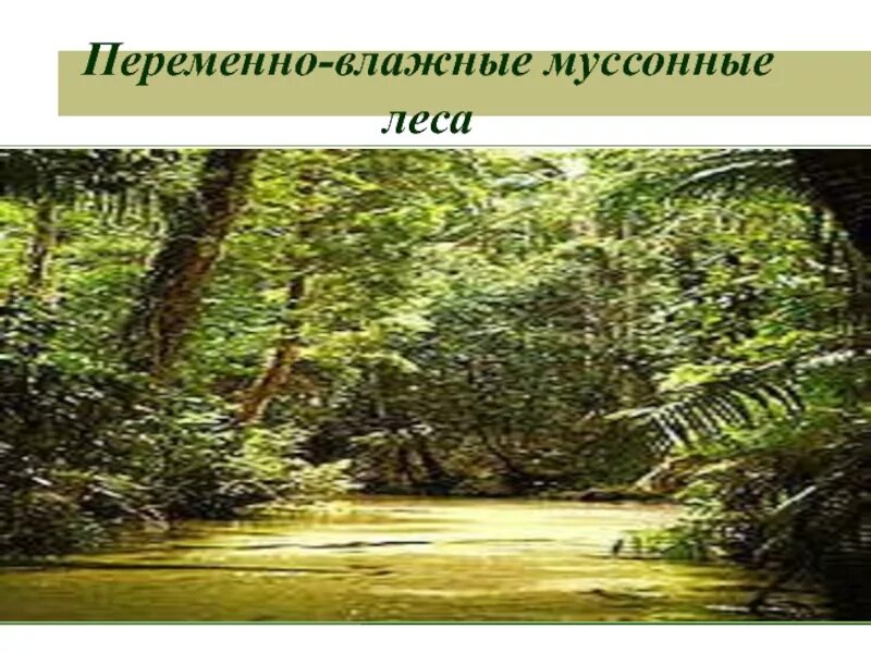 Переменно влажные растительность. Природные зоны евразии муссонные леса. переменно-влажные леса муссона. животный мир переменно влажных лесов евразии. зона переменно-влажных муссонных субтропических лесов животный мир.
