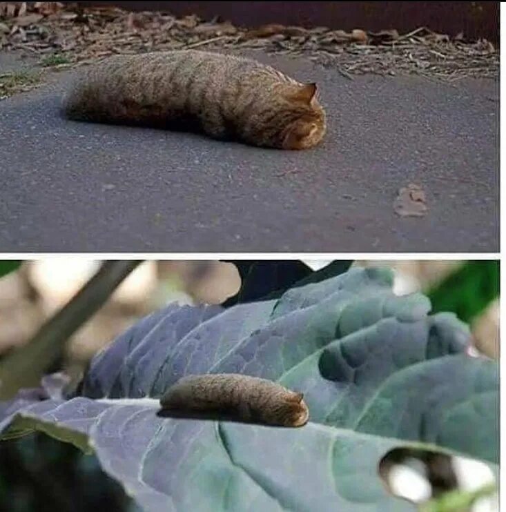 Личинка котэ. Личинка коте. Личинка кота мем. Личинка коте. Личинка коте.