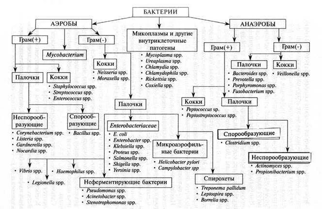 Схема классификация бактерий микробиология. Бактерии классификация таблица. Классификация микроорганизмов микробиология таблица. Классификация облигатных анаэробных бактерий. Аэробные органы