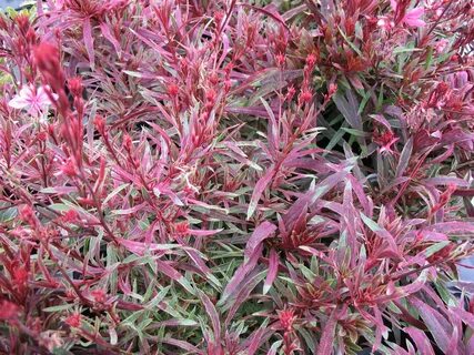 Online Plant Guide - Gaura lindheimeri 'Passionate Rainbow.