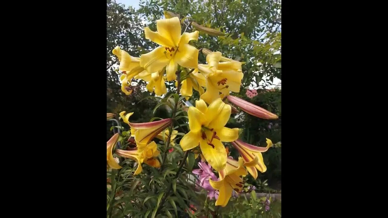 Lilium 'Golden Splendour' Trumpet lily, Lilium, Lily