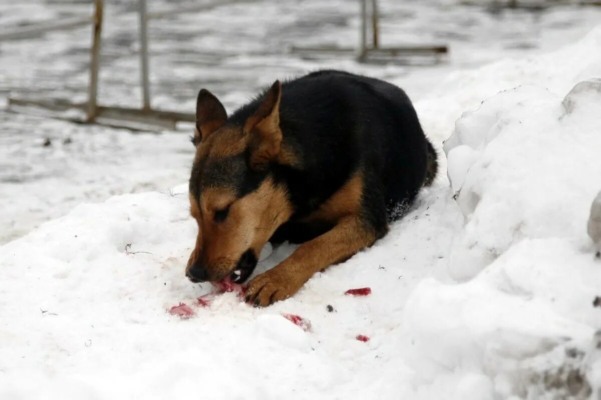 Розовый снег собаки. Оторав для собак на снегу.
