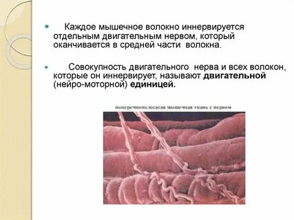 Длина волокна мышечной ткани