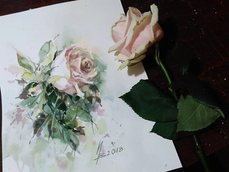 Этюд розы. Этюд розы акварелью.