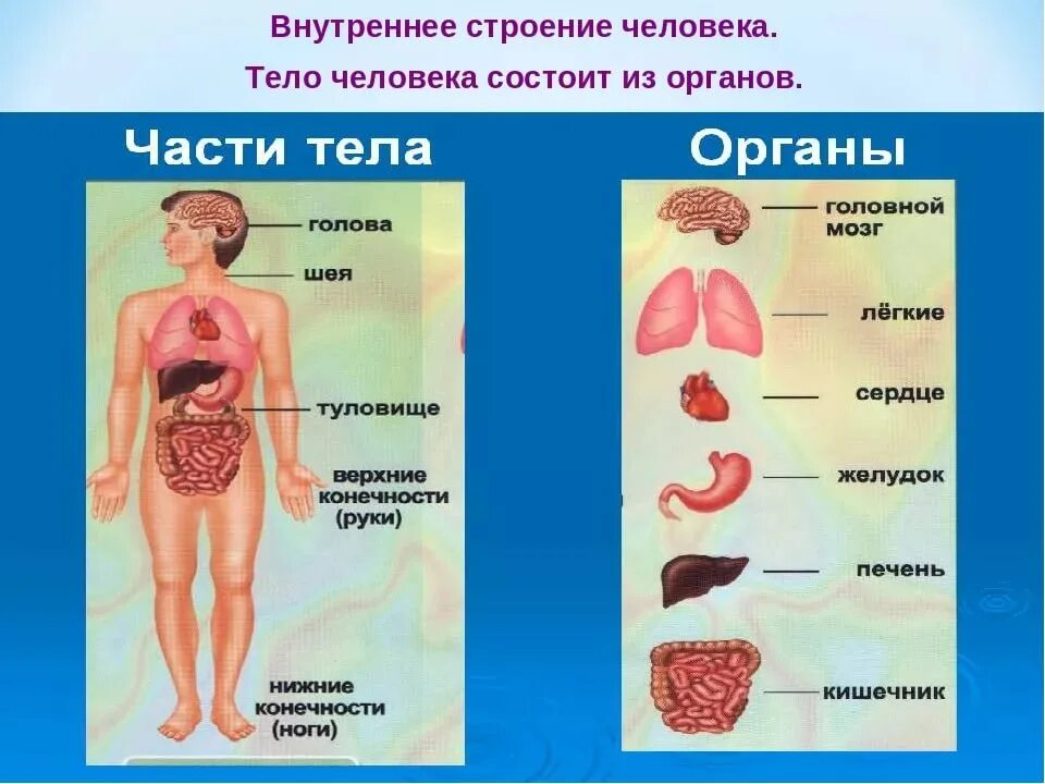 Строение человека фото с надписями. Структура тела человека органы. Схема внутреннее строение организма. Анатомия тела строение внутренних органов человека. Организм человека 3 класс школа России схема.