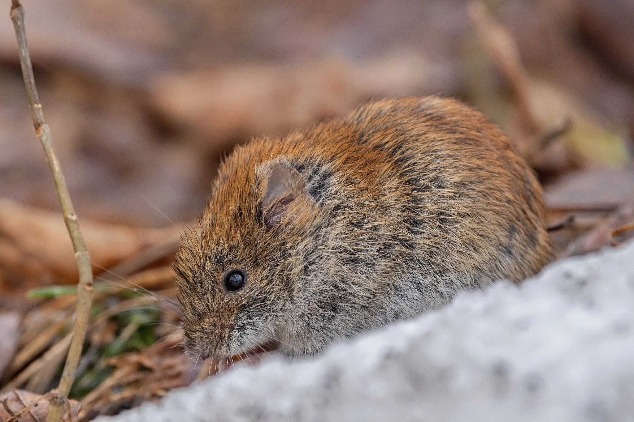 Полевка обыкновенная. Серая полевка – microtus arvalis. Полевка обыкновенная. Полевка пашенная <*> (microtus agrestis. Полевка миддендорфа.