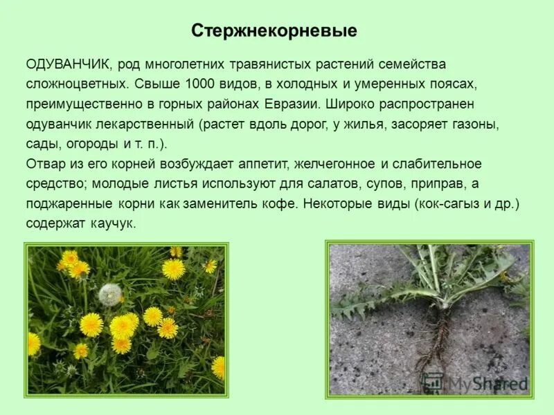 Одуванчик лекарственный род. Род многолетних травянистых. Камыш краткое описание. Растение степи пижма. Мать-и-мачеха доклад 1 класс.