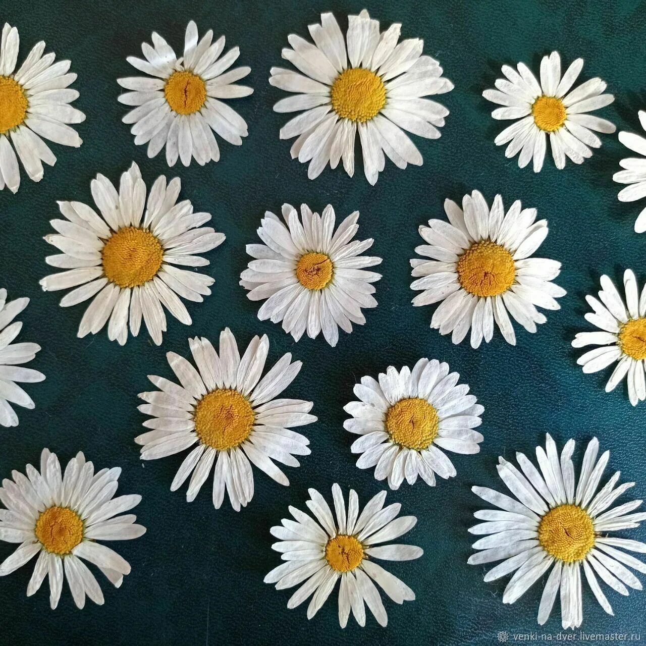 Суши ромашки. Суши ромашки. Япона матрена сайт пермь на шоссе-космонавтов. Сухоцветы ромашки. Как правильно сушить ромашку.