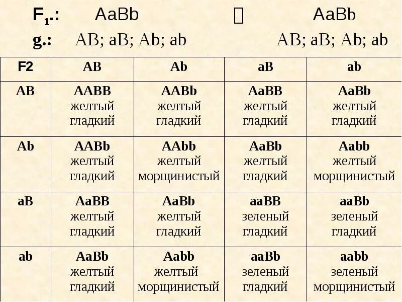 Гамет генотипа aabbcc. AABB AABB. AABB генотип. AABB Х AABB. AABB Х AABB генотип.