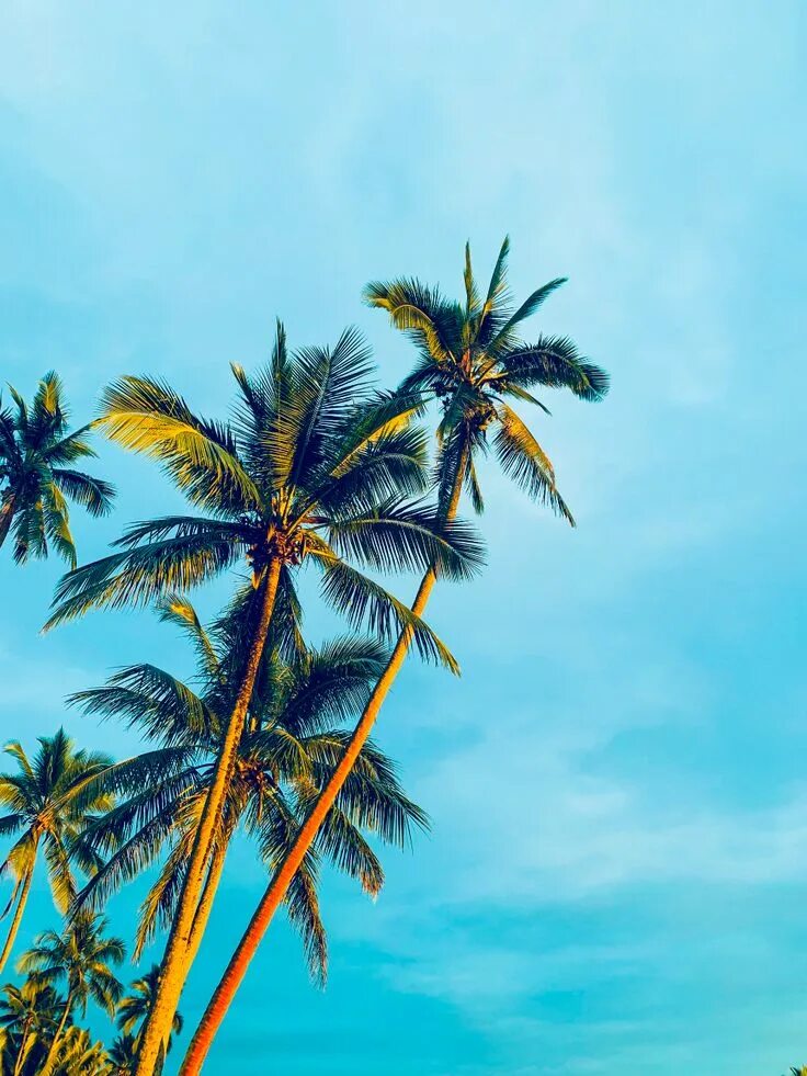 Summer vibes lxfty