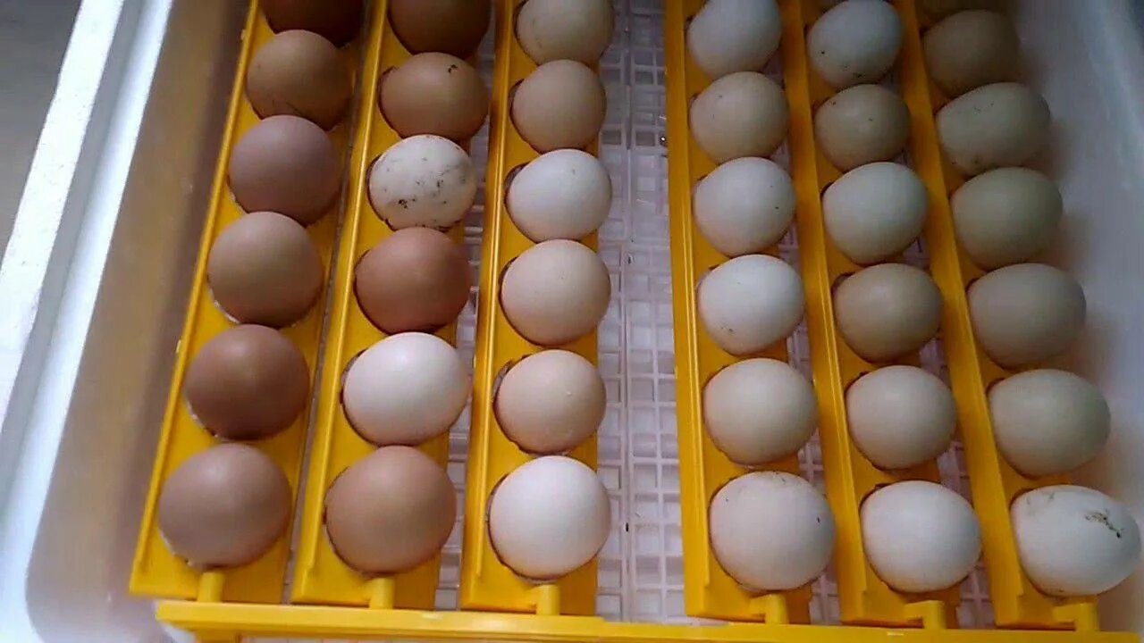 Инкубационное яйцо закладка в инкубатор. Инкубационное яйцо кур инкубация. Гусиные яйца в инкубаторе. Инкубатор Вегас гусиные яйца. Местоположение яиц