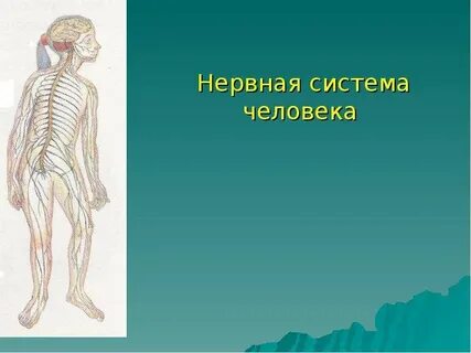 Нервная система и окружающая среда