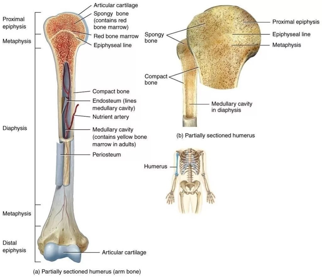 Long bone. Long Bone анатомия. Structure of long Bone.. Строение длинных костей periosteum. Anatomy of long Bones.