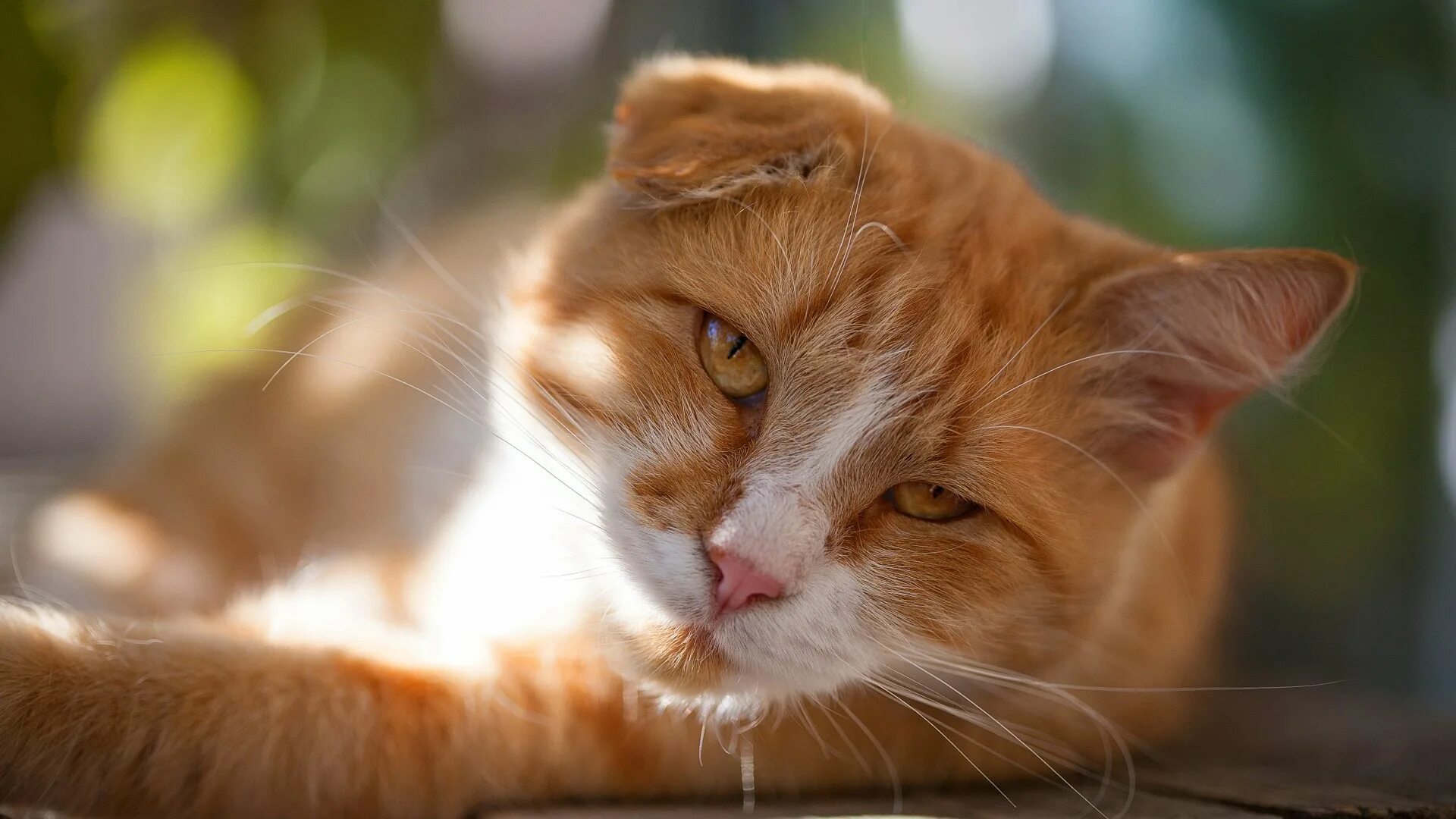 Рыжий кот лицо. Рыжий кот. рыжая кошка. рыжий котик. морда рыжего кота.