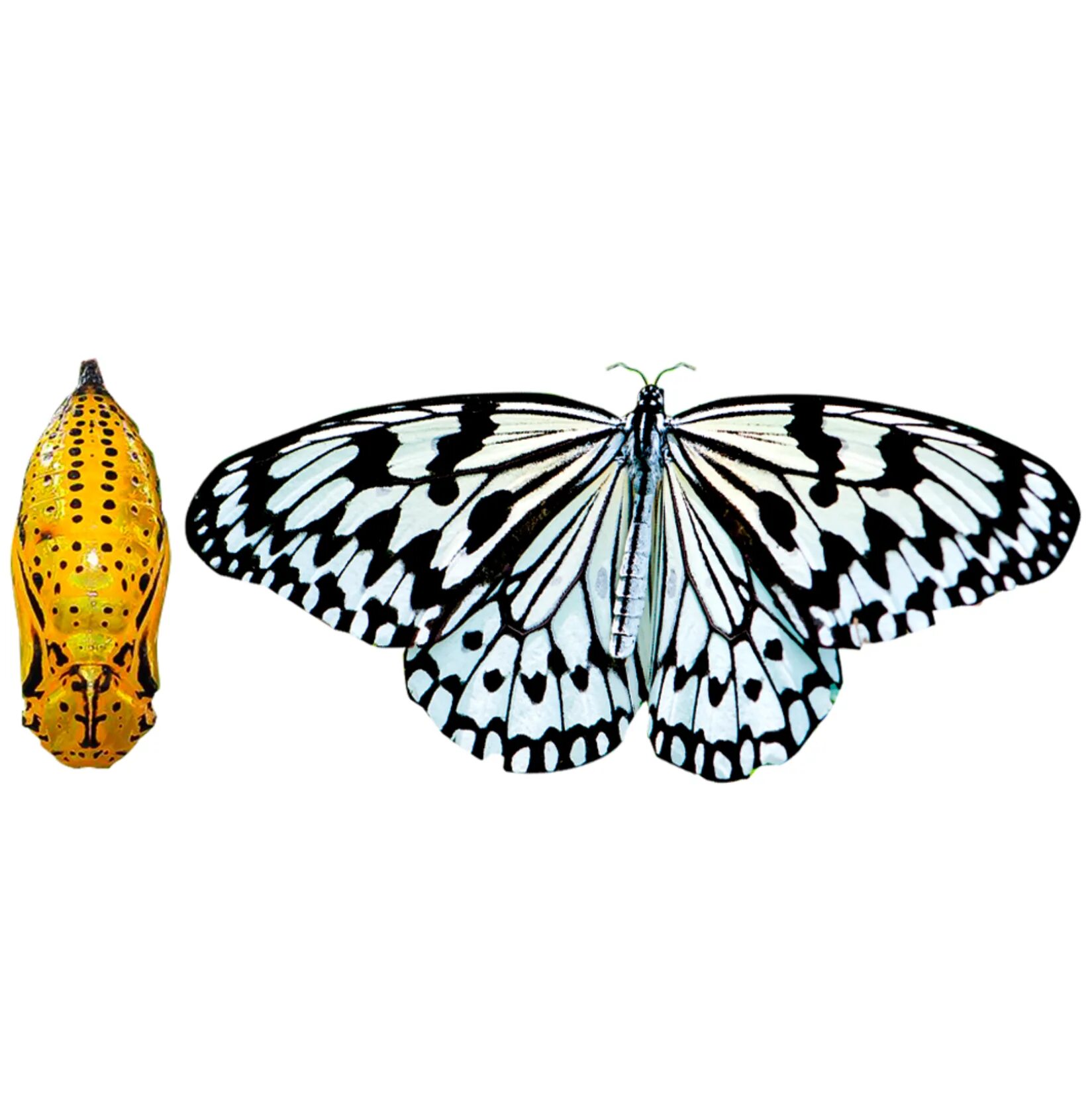 живые куколки бабочек. живые куколки бабочек. куколка бабочка papilio rumanzovia. рождение бабочки. Graphium agamemnon — графиум агамемнон.