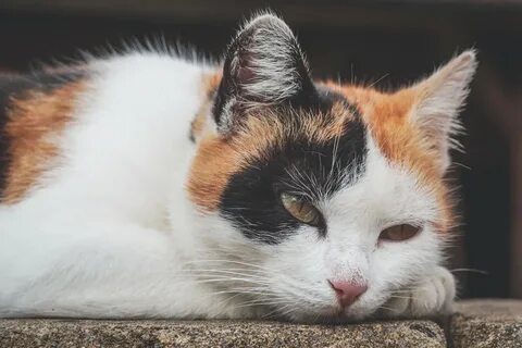 Три цвета белый рыжий черный