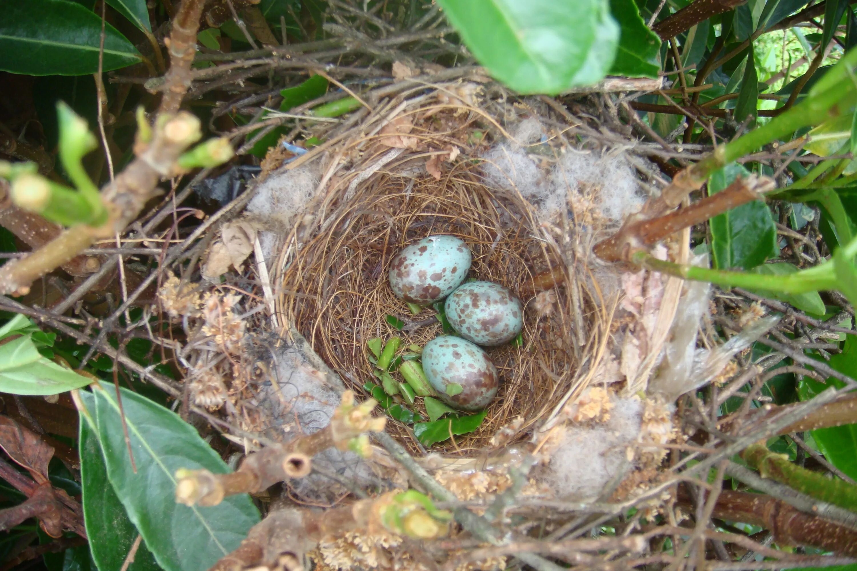 Гнездо вьюрка. Амадина - Птичье гнездо. Гнездо для амадин. Яйца вьюрка гнезде.