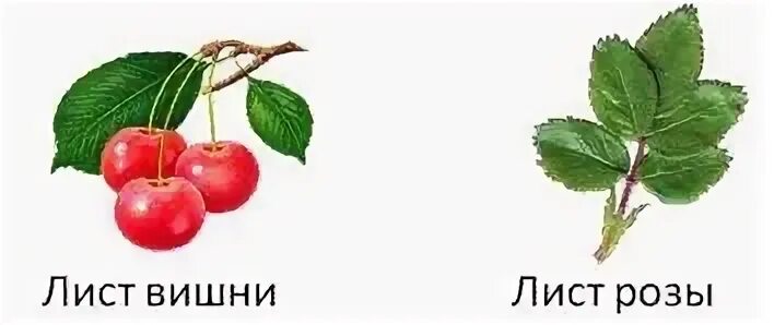 Тип листьев розоцветных. Семейство розоцветные листорасположение. семейство розоцветные листья. розоцветные растения листья. листорасположение у семейства розоцветных.