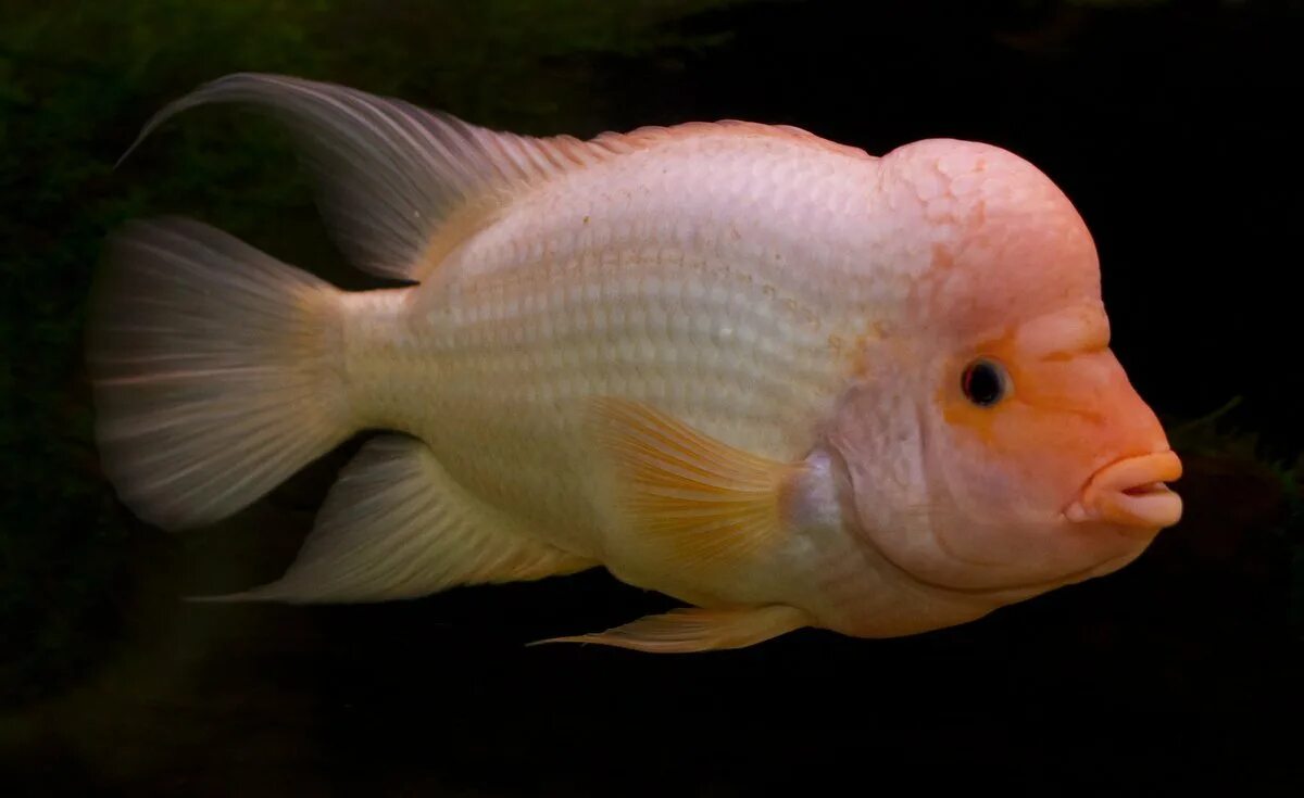 Рыбка цихлазома фламинго. Цихлазома розовый фламинго. Рыбка цихлазома фламинго. Цихлазома розовый фламинго. Рыбка цихлазома фламинго.