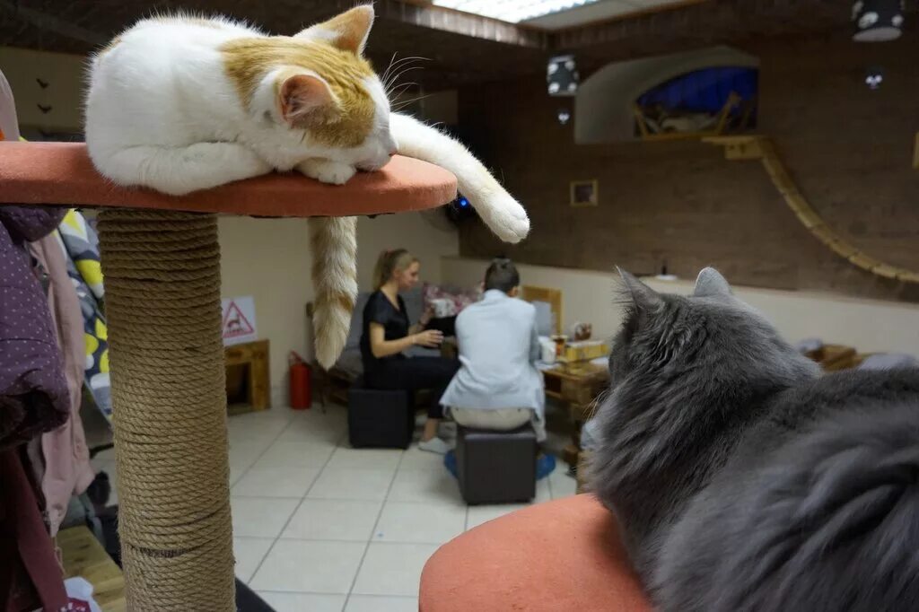 Котокафе новокузнецк. Котокафе псков. котокафе пермь монастырская. котокафе сыктывкар. котокафе в кудрово спб.