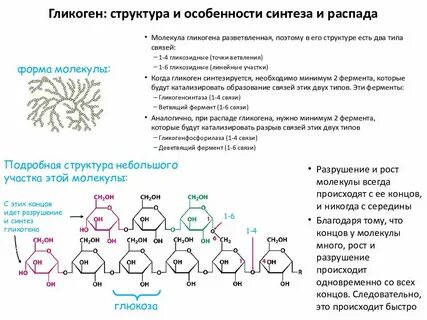 Гликоген в организме выполняет функции