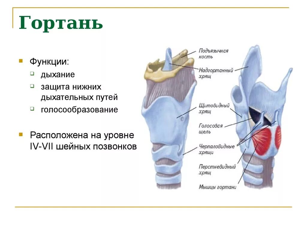 Гортань анатомия человека строение и функции. Строение гортани и функция гортани. Дыхательная система гортань строение. Гортпрь строение и функции. Гортани органы входящие в состав системы