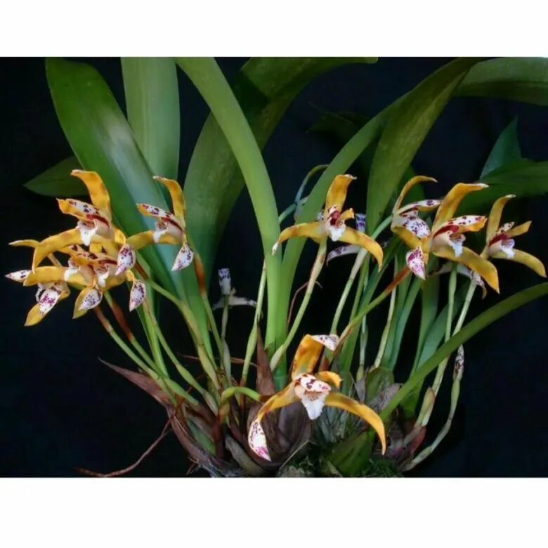 Максиллярия (Maxillaria variabilis black) Каталог орхидей - фаленопсисов, каттле