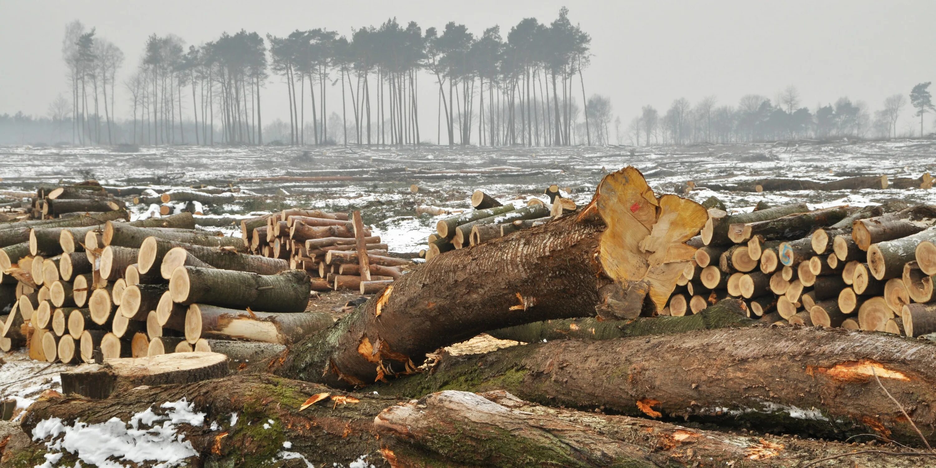 Cut down forest. Вырубленные леса Дальний Восток. Вырубка лесов на Дальнем востоке. Вырубка лесов экологическая проблема. Лес дальнего Востока.