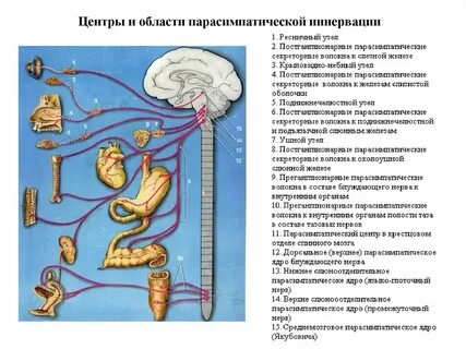 Парасимпатические центры находятся
