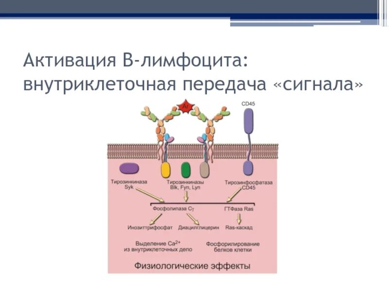 Активация функций через. Активация т лимфоцитов иммунология. Активация в-лимфоцитов схема. Активация т лимфоцитов схема. Активация и пролиферация в-лимфоцитов.