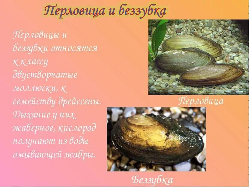 Перловица класс. Беззубка перловица мидия. двустворчатые моллюски перловица. перловица обыкновенная тип класс. перловица обыкновенная тип питания.