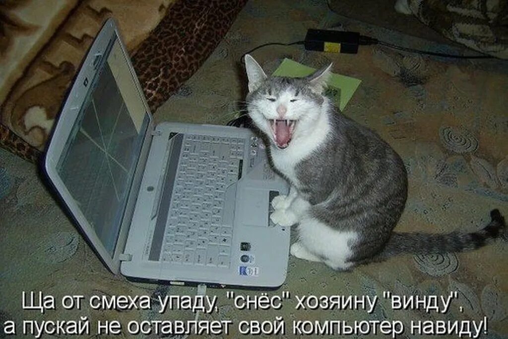 Смешные картинки про интернет. Прикольный компьютер. Кот и компьютер. Кот с компом. Почему сидеть в интернете